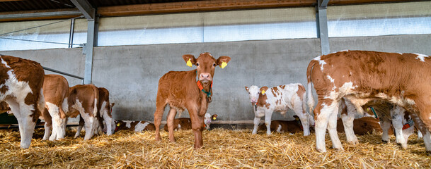 Rindfleischerzeugung - Fleckviehkälber in einem Fresseraufzuchtbetrieb, landwirtschaftliches Symbolfoto. - obrazy, fototapety, plakaty