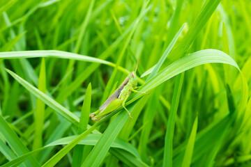 insect