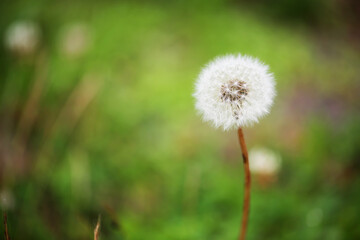 Dandelion stands out in the green grass.