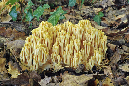 mushroom ramaria aurea