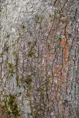 The texture of the bark of an old apple tree