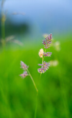 flowers in the field