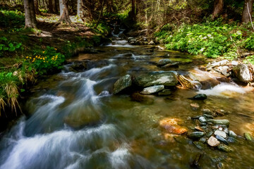 wonderful flowing cold brook while hiking in the forest
