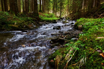 wonderful cold fresh brook in the forest