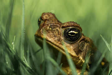 frog on the grass