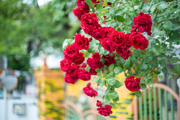 花・バラ・ガーデンローズ