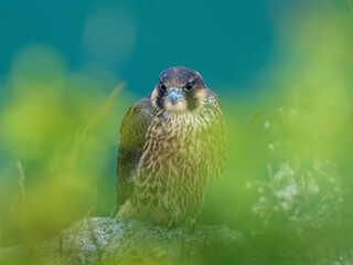 Peregrine falcon (Falco peregrinus)