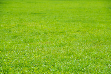 Green meadow with trimmed grass. Evenly trimmed spring green grass