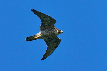 Peregrine falcon (Falco peregrinus)