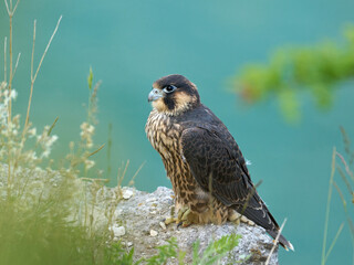 Peregrine falcon (Falco peregrinus)
