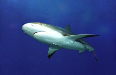 Caribbean Reef Shark in Open Water