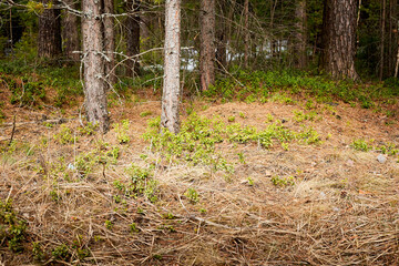 Blueberry bushes with green leaves in the forest