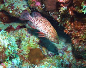 Graysby Grouper on the Reef