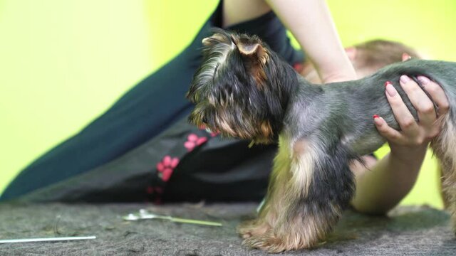 Groomer combs of Yorkshire Terrier. extras at the pet store