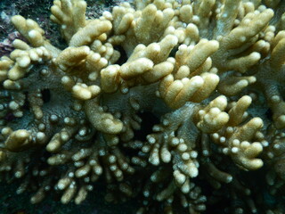 伊豆の海でダイビング中に見かけたよ～く見ると幾何学模様が幻想的なサンゴ