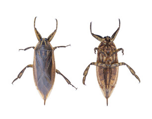 Lethocerus indicus on the white background. For cooking Thai food and fragrant.