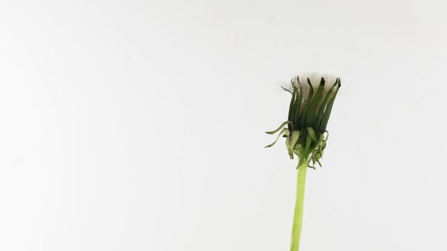 Dandelion Seed Blossom Timelapse on a white Background. Blooming dandelion flower open, time lapse, close-up. Love, spring, design backdrop. Macro. 4K video timelapse