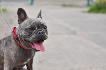 Obraz premium Portrait of black cute english bulldog in the playground 