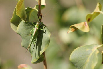 Riesen Heuschrecke 