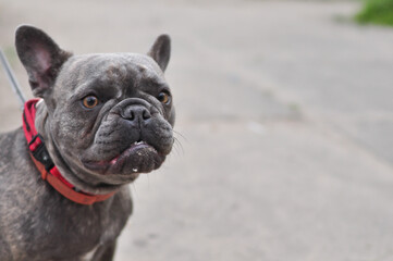 Portrait of black cute english bulldog in the playground 