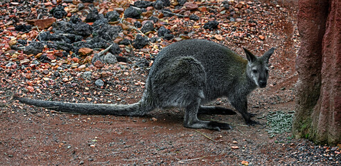 Bennett`s wallaby on the ground in its enclosure. Latin name - Macropus rufogriseus