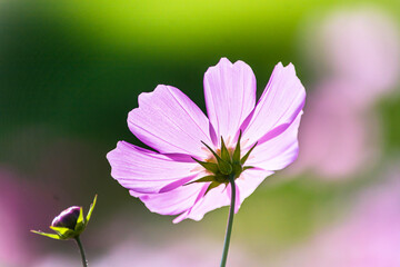 淡い緑とピンクの背景をぼかして光を浴びているコスモスの花