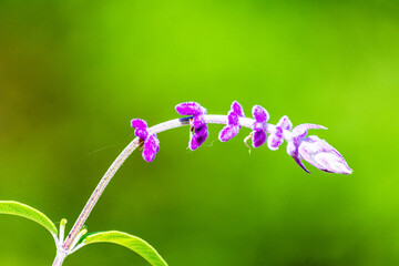 緑色にぼかした背景に浮き立つ花
