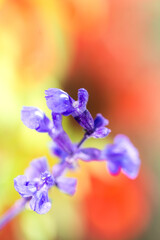 淡くぼかした背景に浮き立つ花