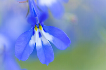 淡くぼかされた背景に浮き立つ花