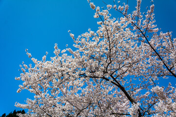 青空を背景に咲くピンクの桜