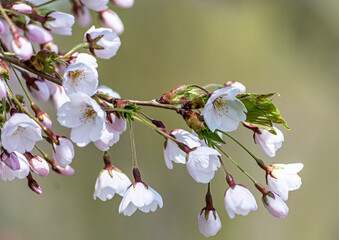ぼかいした背景に浮かぶ白い桜