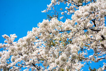 ぼかいした青空を背景に浮かぶ白い桜