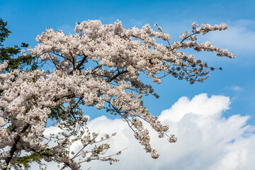 白い雲が浮かぶ青空を背景に咲く白い桜