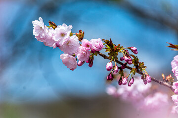 ぼかいした青い背景に浮かぶピンクの八重桜