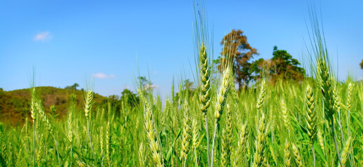 Beautiful landscape with field of barley. green ryes field and blue and clear fresh sky background. fresh organic, healthy and fresh, rice fields 