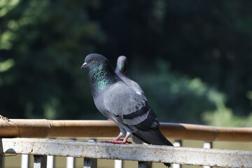 Close-up of a grey pigeon with shimmering green neck feathers perched on a balcony railing, with another pigeon blurred in the background, in a peaceful natural park environment under soft sunlight