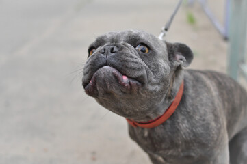 Obraz premium Portrait of black cute english bulldog in the playground 