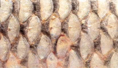 Fish scales as an abstract background. © schankz