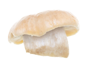 Mushroom Calocybe gambosa on a white background.