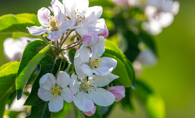 Flowers on the branches of an apple tree in spring.