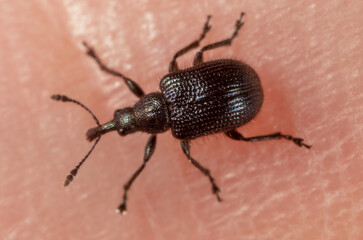 Close-up of a beetle on human skin.