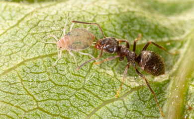 Close-up of aphids and an ant on a green leaf.