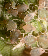 Close-up of aphids on a green leaf.