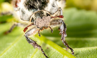Close-up of a beetle on a green leaf of a plant.