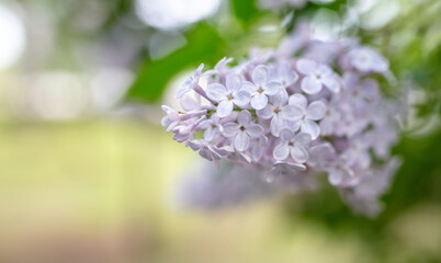 Beautiful lilac flowers in nature.
