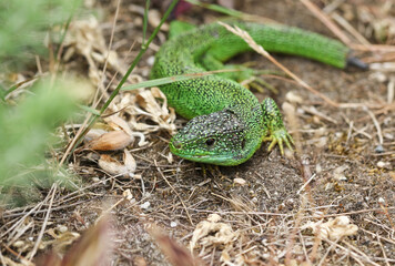 A rare Western Green Lizard, Lacerta Biliniata, (Viridis), warming up on the ground on a warm but overcast day in the UK.	