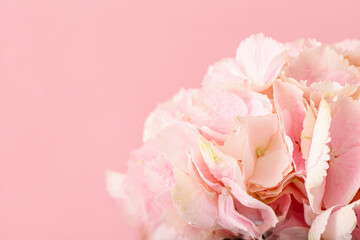 Beautiful hydrangea flowers on color background, closeup