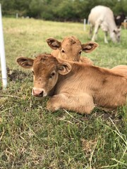 cows in the field