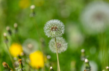 Fluffy dandelion in the park.