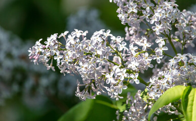 Beautiful lilac flowers in nature.
